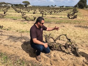 Person inspecting vines at a vineyard during daytime.